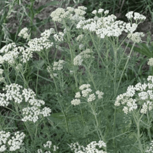 Wild white yarrow flowers in meadow