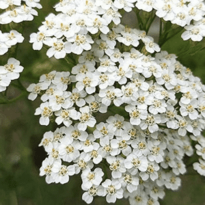 Cluster of delicate white spirea blossoms