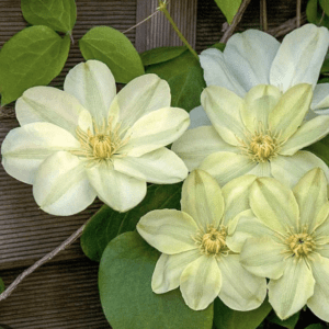 pale yellow clematis flowers on trellis