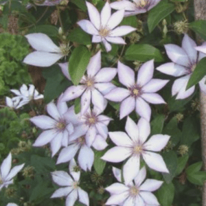 Pale lavender clematis vine with star blooms
