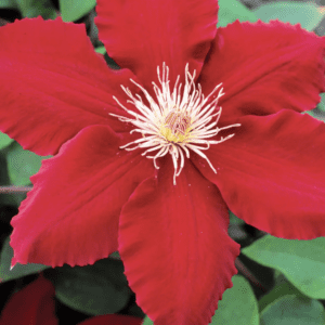 Red clematis flower with white stamen center