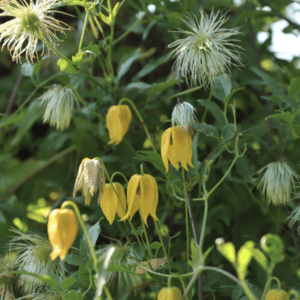 Yellow clematis vine with feathery seedheads