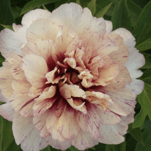 Cream and pink peony with maroon center