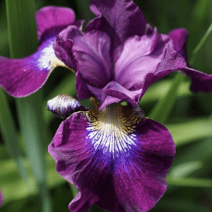 Purple iris bloom with white and blue markings