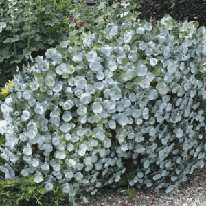 Silver dollar eucalyptus shrub by white picket fence