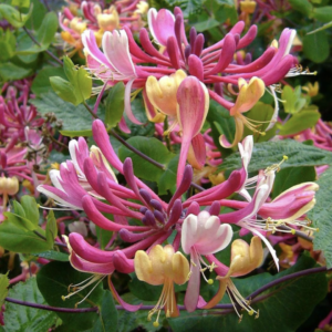 Pink and yellow honeysuckle vine blossoms
