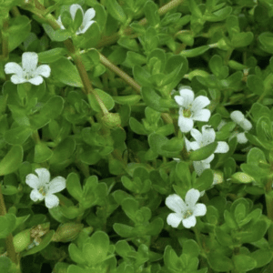 succulent green groundcover with tiny white flowers