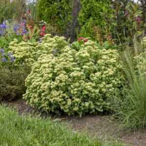 Green sedum mound in colorful garden border