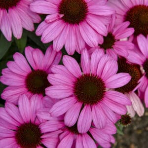 Close-up of pink coneflower blooms