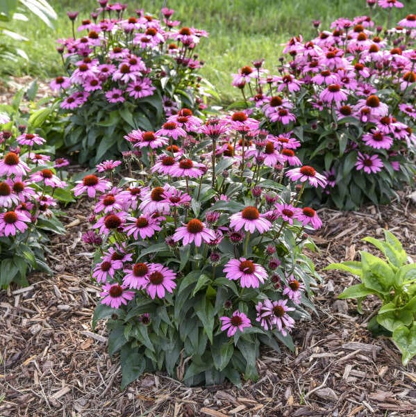 Pink coneflowers blooming in mulch garden