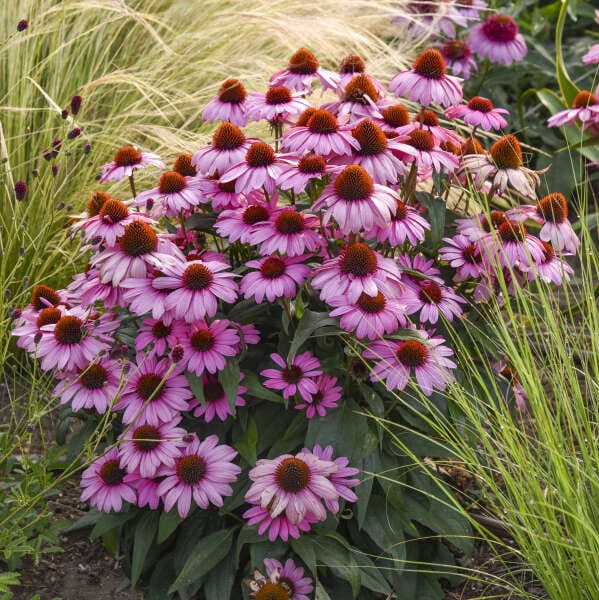 Pink Echinacea coneflowers blooming in garden