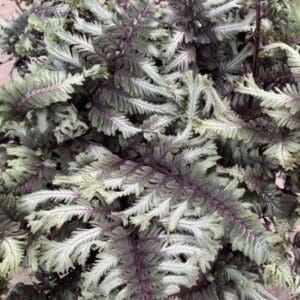 Silver-green fern fronds with purple stems