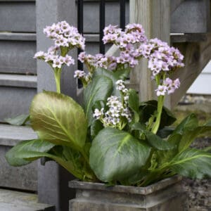 Bergenia 'Fairytale Romance' Pigsqueak (gallon pot)