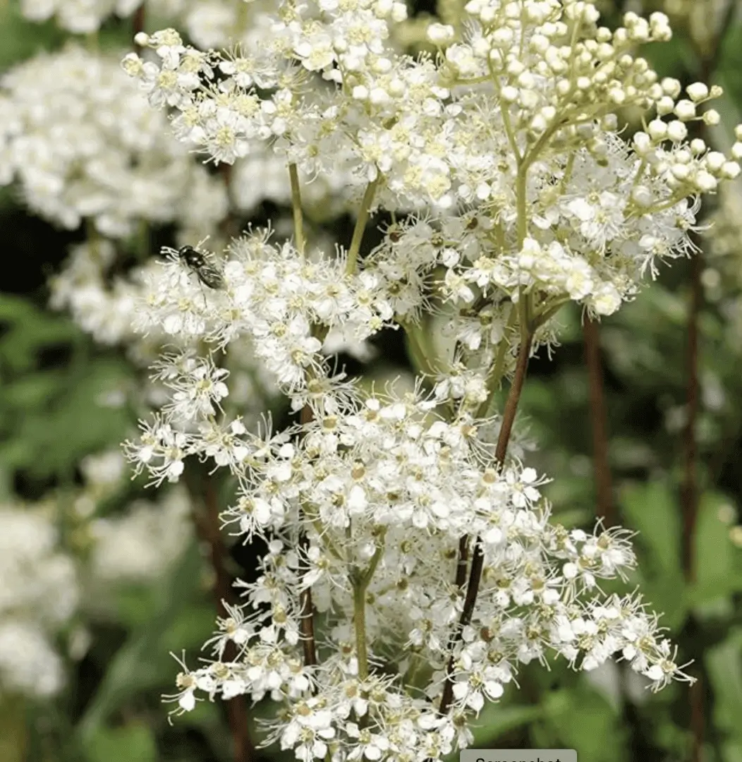 Close-up of delicate white flowers blooming in clusters.