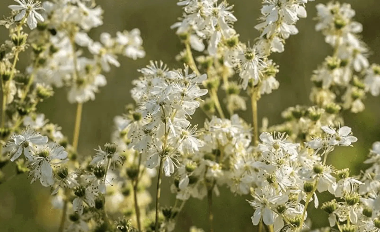 Close-up of white flowers blooming in a natural setting.