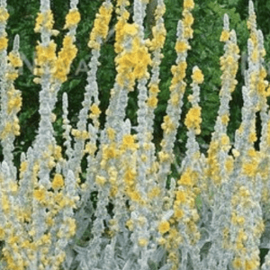 Tall yellow mullein spikes with silver foliage