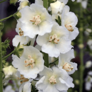 White mullein flowers on green stalk