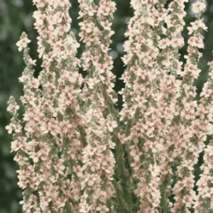 tall pale-pink flower spikes in bloom