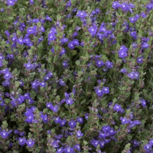 Purple groundcover with tiny tubular flowers