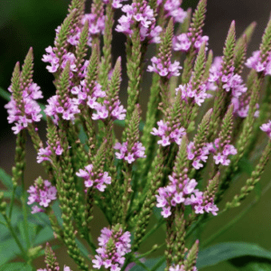 Pink flowering spikes on green stems