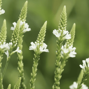 Delicate white wildflowers on green spikes