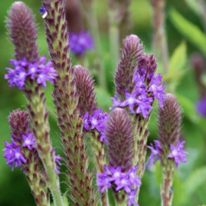 Purple spiky wildflower blooms in green garden