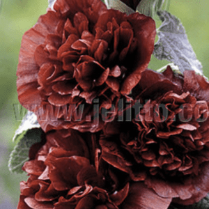 Cluster of deep burgundy ruffled flowers