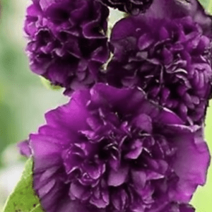 Cluster of deep purple double blossoms