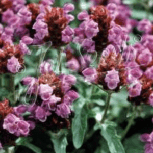 Purple clustered wildflowers with green leaves
