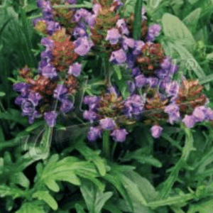 Cluster of purple groundcover flowers