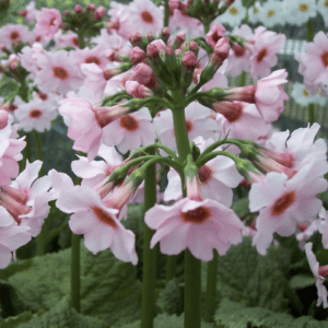 Pink primula cluster on tall stems