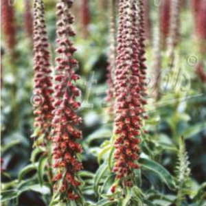 Long red spiky blooms rising from foliage
