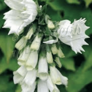 Cluster of white bell-shaped flowers