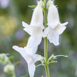 Close-up white tubular flowers on green stem