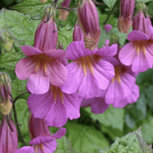 Close-up cluster of pink trumpet-shaped flowers