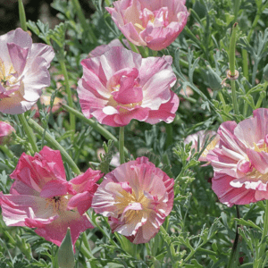 Pink and white ruffled poppy blossoms
