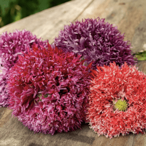 Cluster of pink and purple pompom flowers