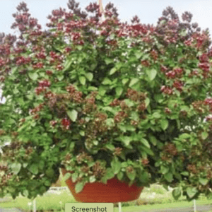 Lush hanging planter overflowing with purple flowers