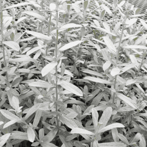 Close-up of dense narrow-leafed foliage