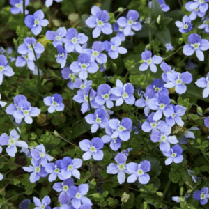 Close-up of tiny blue wildflowers