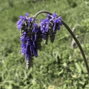 Drooping purple wildflower cluster on curved stem