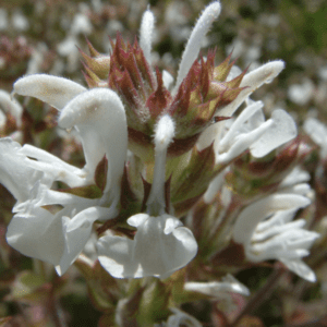 Macro close-up of delicate white wildflower cluster