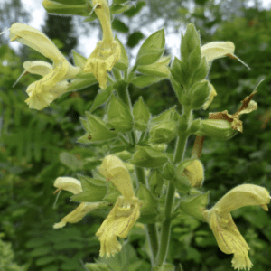 Yellow wildflower spikes with fuzzy green stems