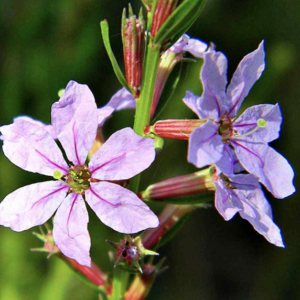 Delicate pink wildflower blossoms on green stem
