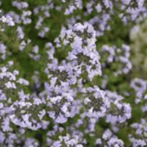 Creeping thyme with pale purple blooms