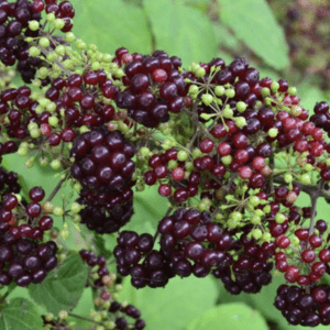 Close-up dark purple elderberry clusters