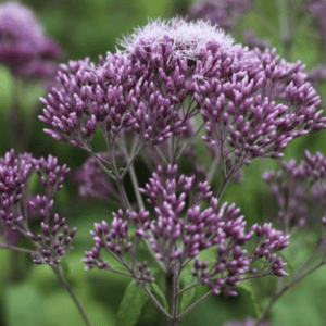 Purple lace-like flower cluster