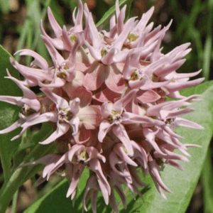 Pale pink spiky spherical flower cluster