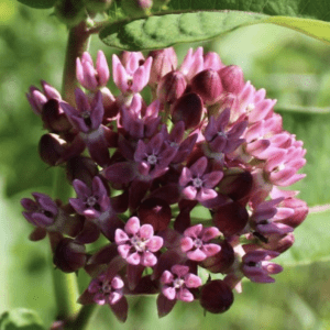 close-up pink purple milkweed flower cluster