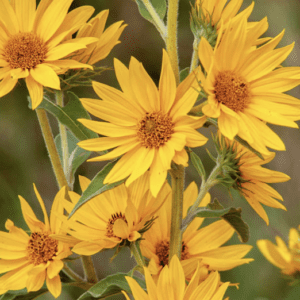 Cluster of golden yellow sunflower blooms